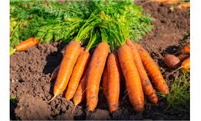 carottes