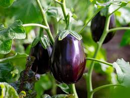 aubergine